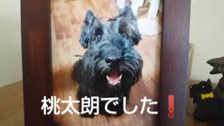 ついに、黒犬の正体が‼️（スコティッシュテリア）Finally, the true identity of the black dog! ️