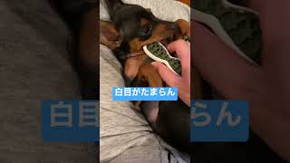 【ミニピンパピー】素敵な白目