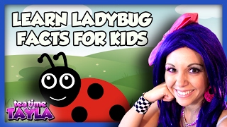 Learn Ladybug Facts for Kids - Animals for Children on Tea Time with Tayla