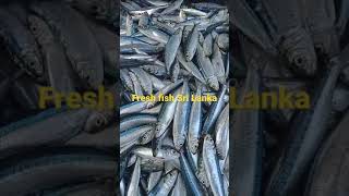 Batticaloa Fresh fish | Fish Market