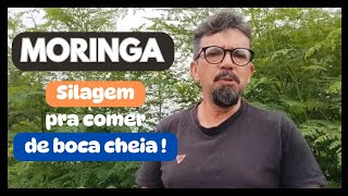 Silagem de moringa: muito mais proteína que o milho!