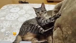 猫のコタツに何かおるねん【よつ葉】３８１日目