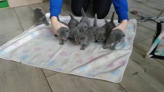 Małe 3 tygodniowe koty. little cats are 3 weeks old