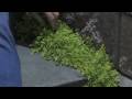 garden u0026 plant care how to grow moss for your garden