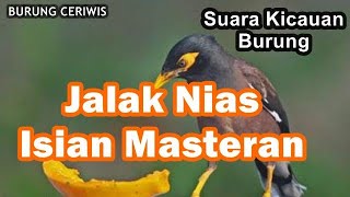 Suara Kicaun Burung Jalak Nias Full Isian Cocok Buat Masteran