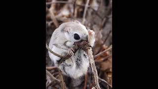 [4K] Siberian flying squirrel エゾモモンガ  shorts