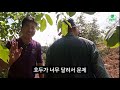 온 산을 통째로 호두로 덮어버린 남자 the man who covered the mountain with walnut trees