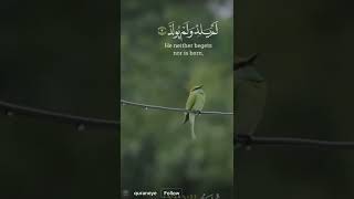 Surah ikhlas #quranrecitation #shortsfeed #islam #shorts #shortvideo #nature