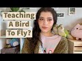 Teaching a baby bird/clipped bird to fly