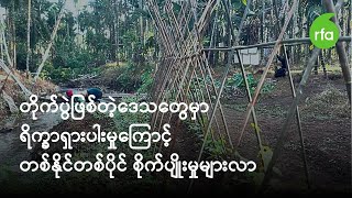 တိုက်ပွဲဖြစ်တဲ့ ဒေသတွေမှာ ရိက္ခာရှားပါးမှုကြောင့် တစ်နိုင်တစ်ပိုင် စိုက်ပျိုးရေးများလာ