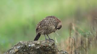 ♪鳥くん野鳥動画（茨城県）キジ♀お立ち台で羽繕い近距離202009146Z3A4951 3