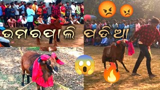 VIRAL ଭମରପାଲି ପଡିଆ ( ବିନିକା) VIRAL😱ସୋନପୁର ଜିଲ୍ଲା SHEEP SHOW💫# ମେଣ୍ଢା ପ୍ରତିଯୋଗିତା#9 pic viral sheep🔥😱