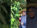 Pokok Apa Hari ini: Pokok Lada Hitam