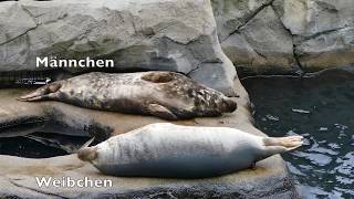 Männchen und Weibchen bei Kegelrobben