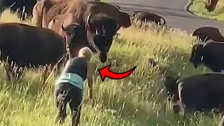 Woman Picks Fight With Bison, Yellowstone Tourists Are Idiots