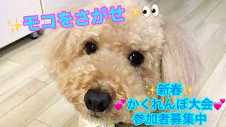 💕新春かくれんぼ大会💕✨モコをさがせ✨【Where is Moko?🐶】【hide-and-seek】