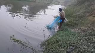 net throwing വല വീശി കിട്ടിയ മീൻ കണ്ടോ 4 kg  ഉണ്ടാകും subscribe channel