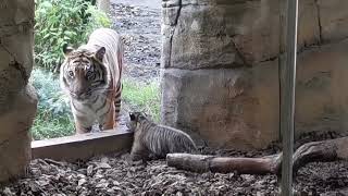 Endangered tiger cub strolls outside in London zoo