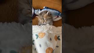 Sleeping Kittens, Sleepy Kittens, Baby Cats Sleep #sleepycats #cutecats