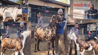 The Motivational Story Of Great Farmer | Job Nahi Khud Seth | Big Goats Wholesale Sadikpur Gujarat.