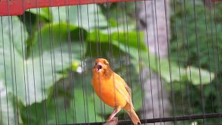 is your canary lazy to sound? listen to this belgian canary singing with impressive rhythm