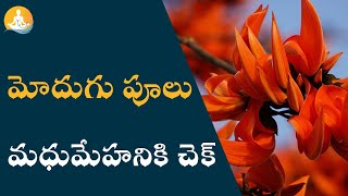 Palash Flowers Health Benefits| Modugu Poolu |#drcalmssanjeevani #palash #flowers #diabetes #health