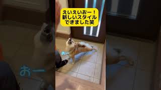 気合いの掛け声『えいえいおー』のはずが、横着しすぎる柴犬　#柴犬とん