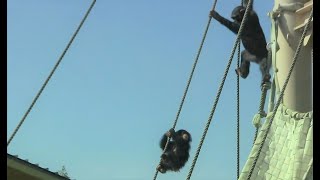 カズミと9か月のヨツバ ちゃん 129 Kazumi \u0026 baby Yotsuba 9 month  Chimpanzees