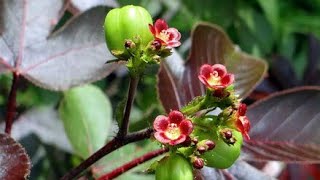 11. About jatropha gossypifolia.