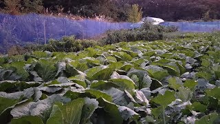 농사로 성공하려면  생각을 반대로 바꾸시고 실천해보세요