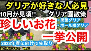 【ダリア】ダリア園を散策します。希少品種のダリアも紹介します!!さくチャンネルVer47【園芸】【ダリア】【希少品種】【切り花】