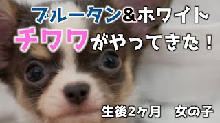 ブルータン\u0026ホワイトのチワワがやってきた！