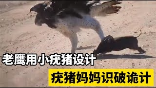 老鹰捕杀小疣猪，想让疣猪妈妈上当，结果计谋失败，老鹰猎杀巨蜥