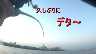 【冬堤防から】タコ釣り