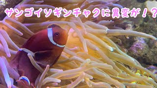 サンゴイソギンチャクの触手が…  #173