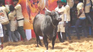 நேற்று சிறந்த மாடு 😍||மூன்றாவது பரிசு 👆||jallikkattu ||jallikkattu video