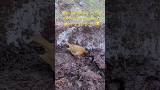 Bob robin in the wheelbarrow #gardening #autumn #nature #birds