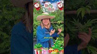 Merry Christmas from Happy Herb Farm 🎄 | Thailand's Premier Organic Farm