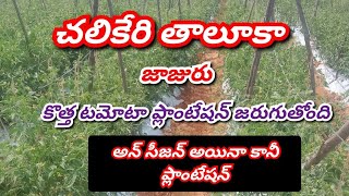 కర్ణాటక టమోటా ప్లాంటేషన్ /New Tomato Crop/TOMATO CROP