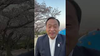 4月1日の種松山の桜開花状況　満開です【倉敷市議会議員】