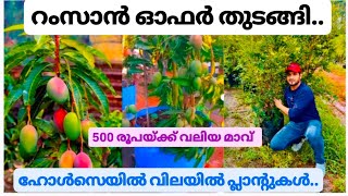 ഹോൾസെയിൽ വിലയിൽ ഫ്രൂട്ട്സ് പ്ലാന്റുകൾ വേണോ.. fruitplant nersory