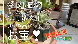 【多肉植物】ホムセン多肉 安すぎ‼️またまたアエオニウムを狩っ多肉🥰