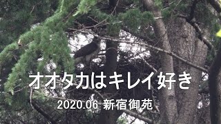 オオタカはキレイ好き　2020.06　新宿御苑　4K