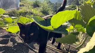 坂道で追いかけてくる黒ねこちゃん　No.７０２　２０２４年　７月５日　６：３０　のくろねこちゃん　black cat