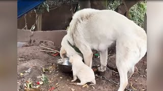 Guy saves puppy from mad dog mother