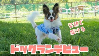 【パピヨン】笑顔で駆け寄ってくる子犬。ドッグランデビュー！