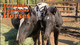 Rare Appaloosa Horses Are Incredibly Fascinating | The Koala