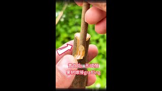 3種果樹嫁接的詳細操作過程，1分鐘教你學會如何果樹嫁接技巧Detailed operation procedures for grafting 3 types of fruit trees