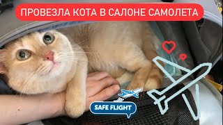 Как вывезти кота за границу ? | провоз кота в самолете (Аэрофлот) | переезд во Францию