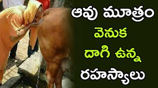 ఆవు మూత్రం వెనుక దాగి ఉన్న రహస్యాలు | Cow Urine Magic | Amazing Facts Behind Gomutra |99Telugu Facts